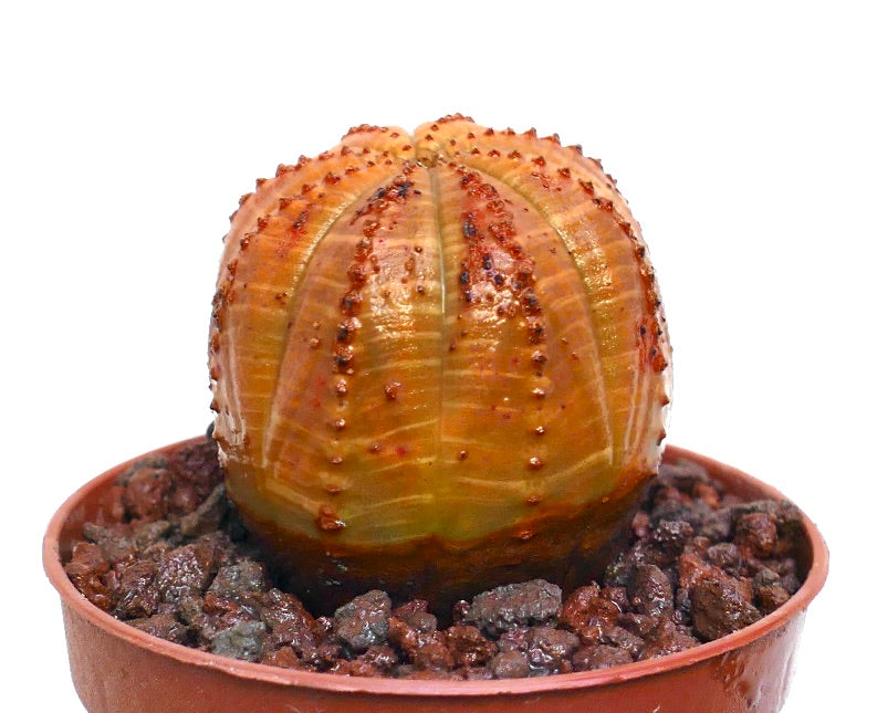 يوفوربيا أوبيسا نبات عصاري نادر ذو جسم مستدير مخطط باللون البرتقالي وعقد صغيرة