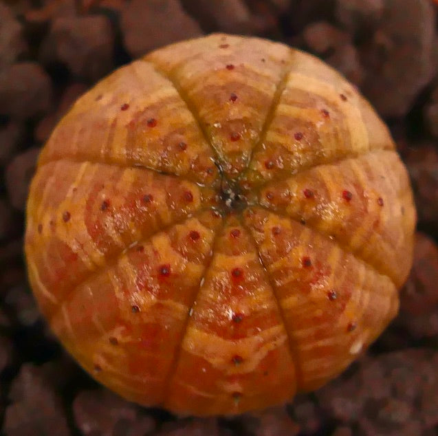Euphorbia obesa sjelden oransje stripete saftig kuleformet kaktus med teksturert overflate