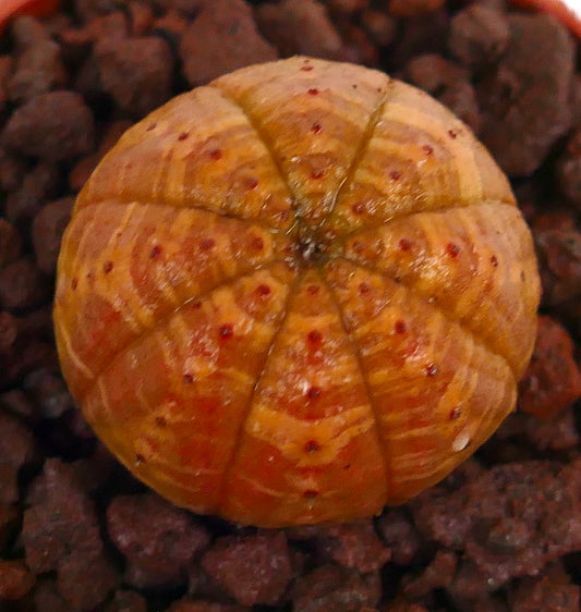 Euphorbia obesa sukkulent kule med oransje striper og små røde flekker