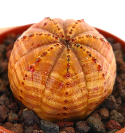 Euphorbia obesa succulent with orange striped pattern and small dark areoles in pot