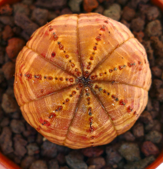 Euphorbia obesa succulent with round orange-striped body and small brown tubercles