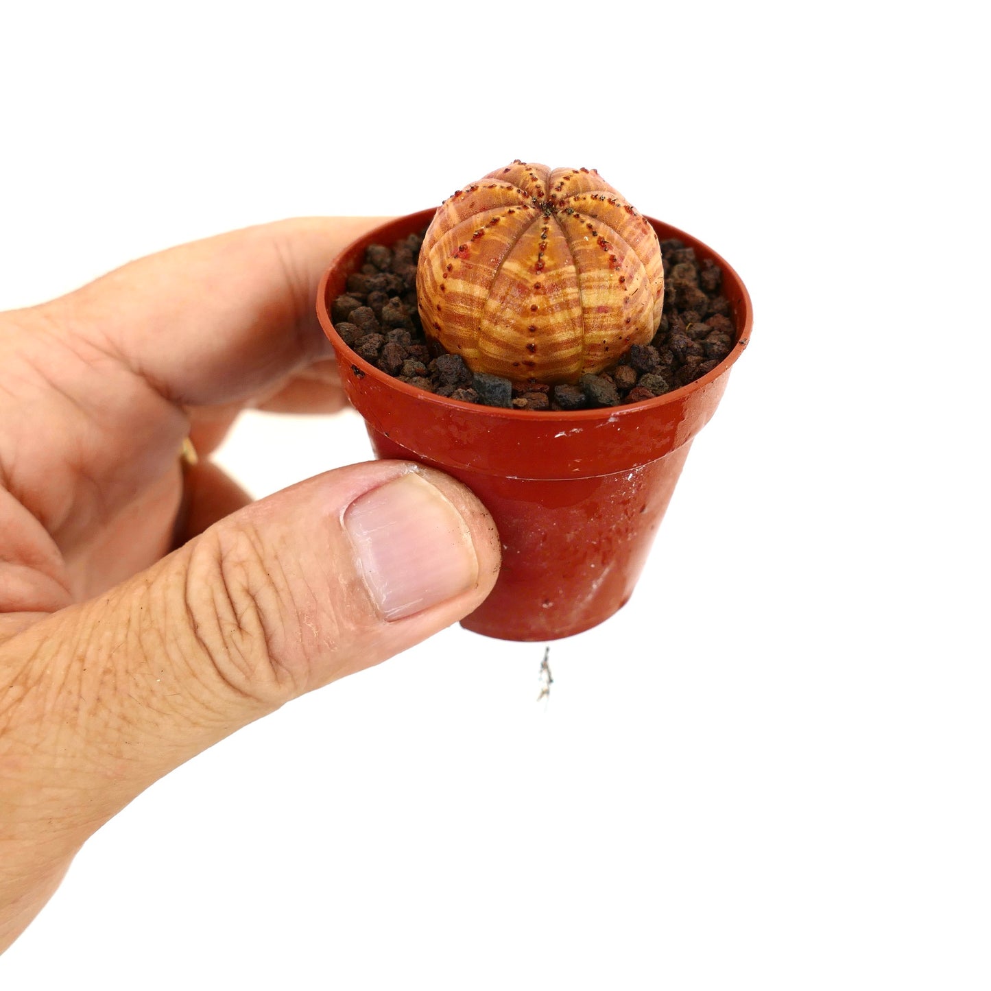 오렌지 줄무늬 패턴이 있는 작은 둥근 다육식물 <i>에우포르비아 오베사</i> 화분 내 포함