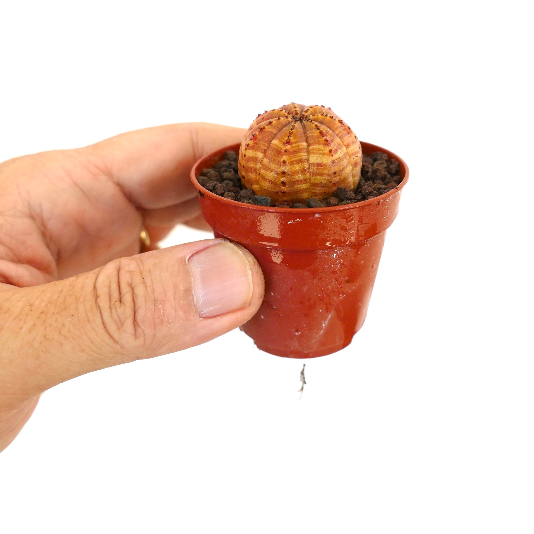 작은 화분에 담긴 주황색 줄무늬가 있는 골이 진 유포르비아 오베사 작은 다육식물