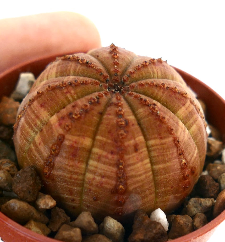 Succulente Euphorbia obesa avec motif striata orange et surface côtelée texturée en pot