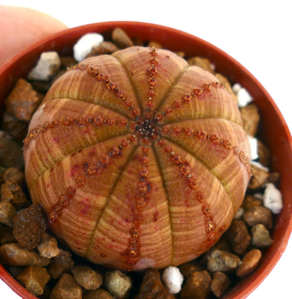 Succulente Euphorbia obesa avec corps arrondi côtelé et motif strié orange en pot