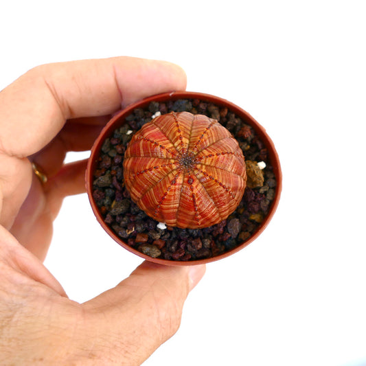 Hand holding a small pot of Euphorbia obesa Orange Striata Selected, a compact dome-shaped succulent with orange-toned stripes and green accents.
