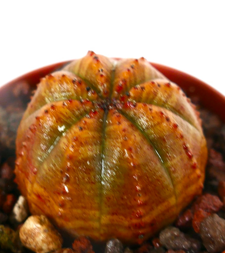 Euphorbia obesa sukkulent kaktus med oransje ribbet kropp og små røde knuter