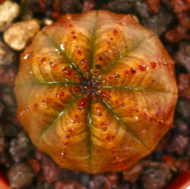 Euphorbia obesa sukkulent kaktus med oransje striper og små røde knoller