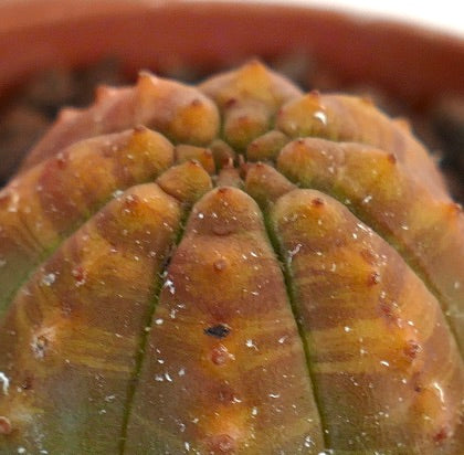 Euphorbia obesa orange-striped succulent with slightly textured ribbed surface