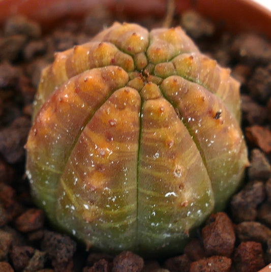 Euphorbia obesa succulent cactus with orange striata variegation and rounded ribbed structure