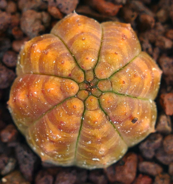 유포르비아 오베사 다육 선인장, 주황색 줄무늬 변색 패턴과 둥근 세그먼트
