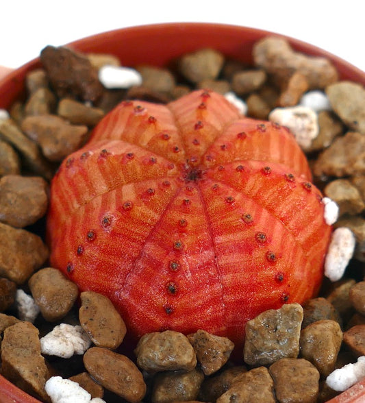 Euphorbia obesa suculenta pequeña y redonda con cuerpo acanalado de rayas naranjas y espinas diminutas