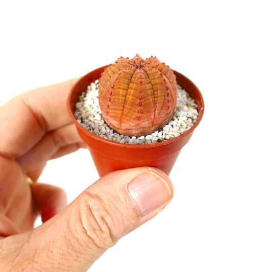 Euphorbia obesa pequeña suculenta redonda con cuerpo naranja acanalado y pequeños tubérculos rojos en maceta