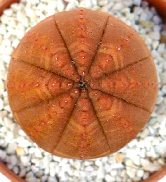 Suculenta Euphorbia obesa con cuerpo redondo acanalado naranja y pequeños tubérculos rojos