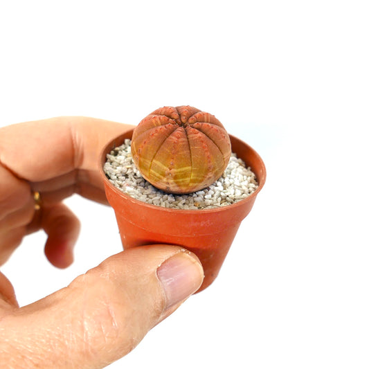 Euphorbia obesa pequeña suculenta redonda con tonos naranjas y costillas texturizadas en maceta