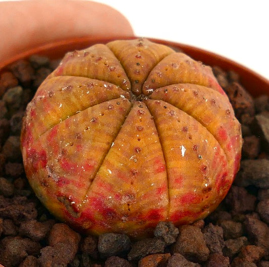 Euphorbia obesa succulent with rounded ribbed body and red spotted variegation