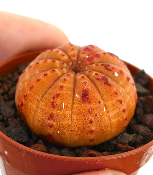 Euphorbia obesa succulent cactus with orange body and red spotted texture in pot