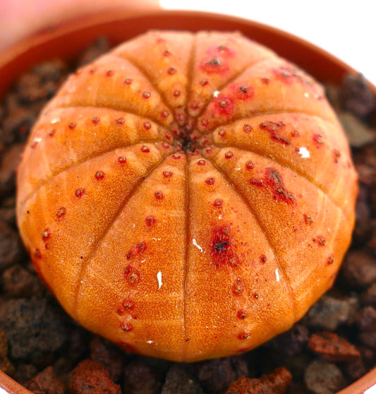 Euphorbia obesa rare succulent with rounded ribbed orange body and red spots