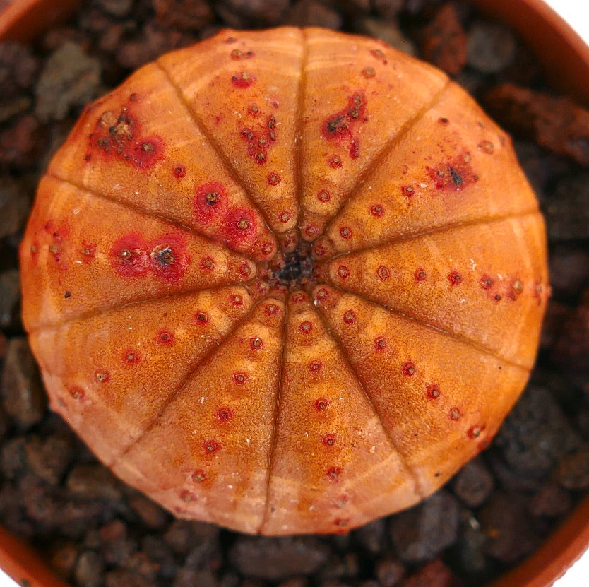 ユーフォルビア・オベサ 多肉植物のサボテン、丸みを帯びたオレンジ色の胴体に赤い斑点模様