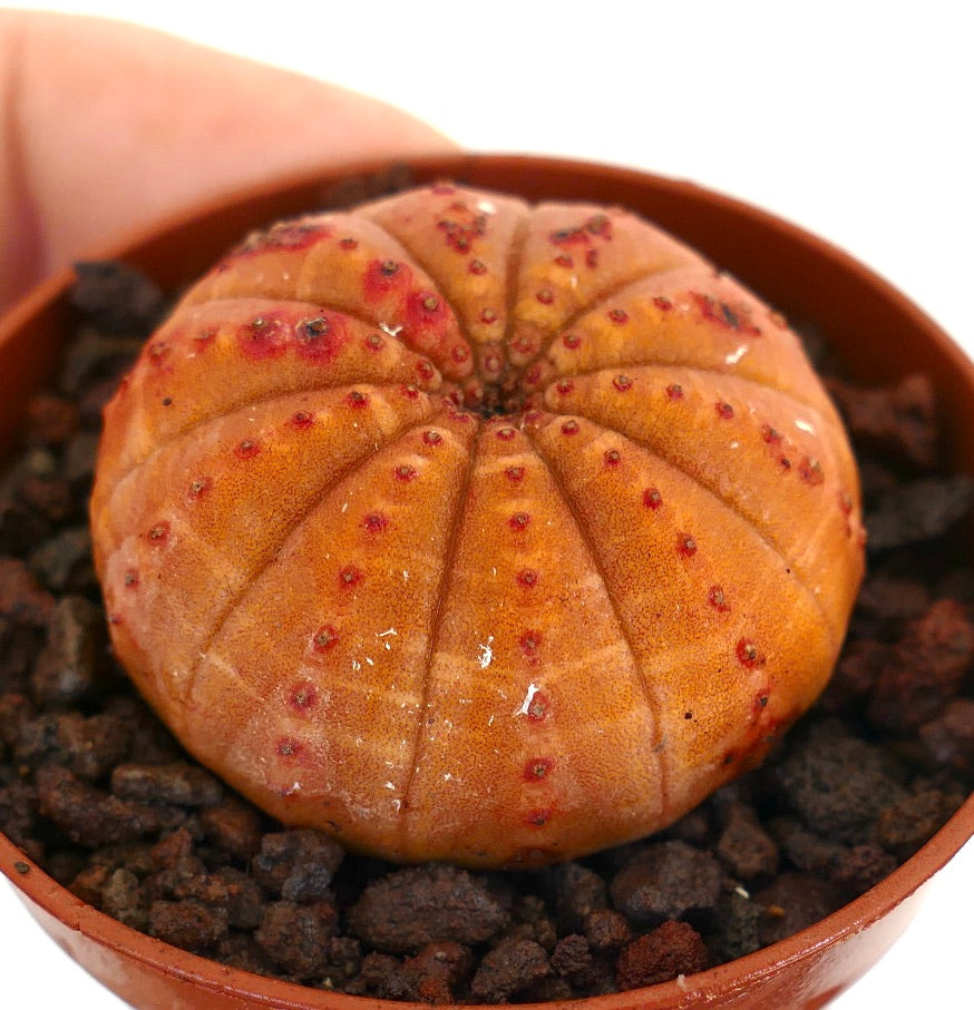 ユーフォルビア・オベサ | Botanical Archive | ユニークな多肉植物