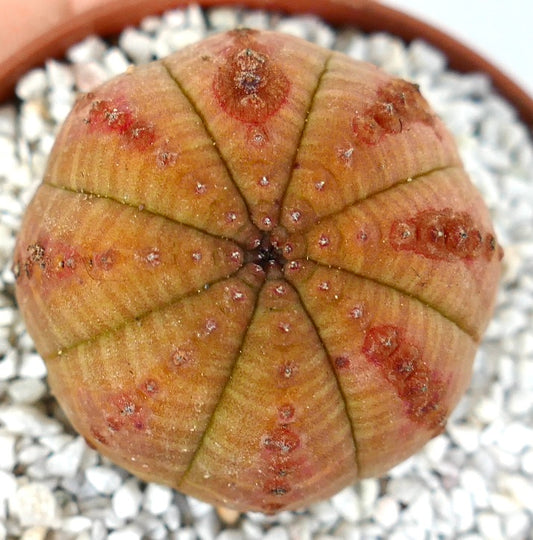 Euphorbia obesa rare succulent with rounded shape and red spotted pattern