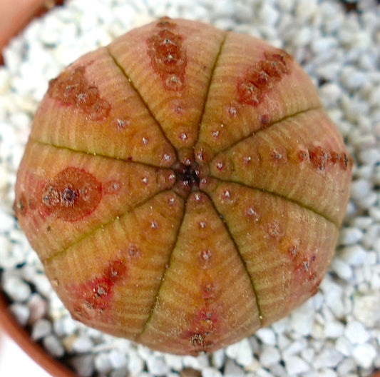 Euphorbia obesa succulent with rounded shape and red spotted pattern on ribbed surface