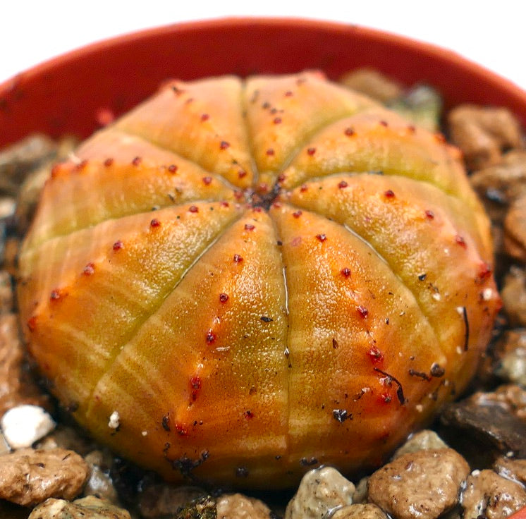 둥근 주황-노란색 리브가 있는 뿔소나무 아풀로비아 오베사 다육식물과 작은 붉은 융기 부분