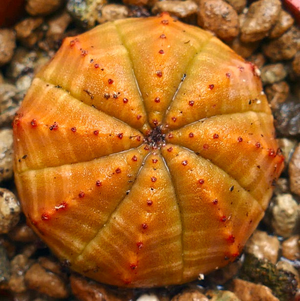 에우포르비아 오베사 희귀 다육식물, 주황-노란색 능선 몸체와 작은 빨간 돌기 포함