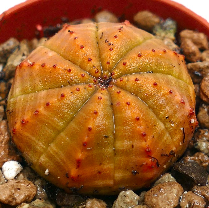 둥글고 골진 몸체와 작은 붉은 결절이 있는 화분용 혼합토에 심은 유포르비아 오베사 다육식물