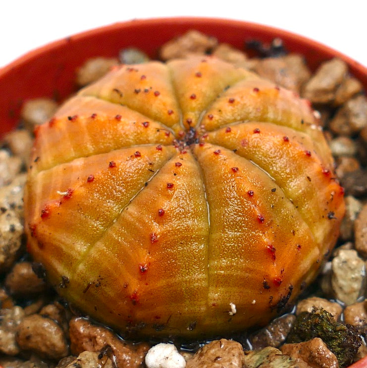 둥글고 골이 진 몸체와 작은 붉은 결절이 있는 다육 식물 <에우포르비아 오베사> 흙 배합 화분