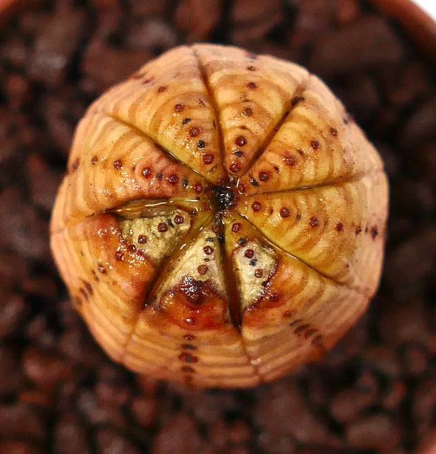 Succulente Euphorbia obesa avec une structure ronde côtelée et de petits aréoles bruns