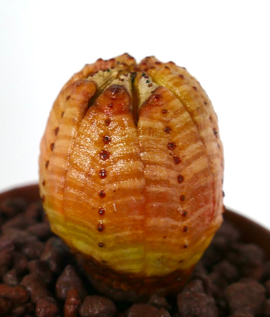 リブ状の丸みを帯びたオレンジと黄色の斑入りのユーフォルビア・オベサ多肉植物