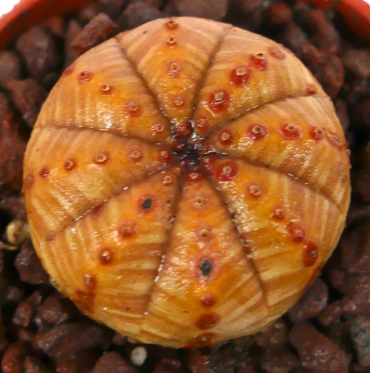 ユーフォルビア・オベサ 珍しい多肉植物、丸く肋骨状のオレンジ黄色の胴体と赤いこぶ付き