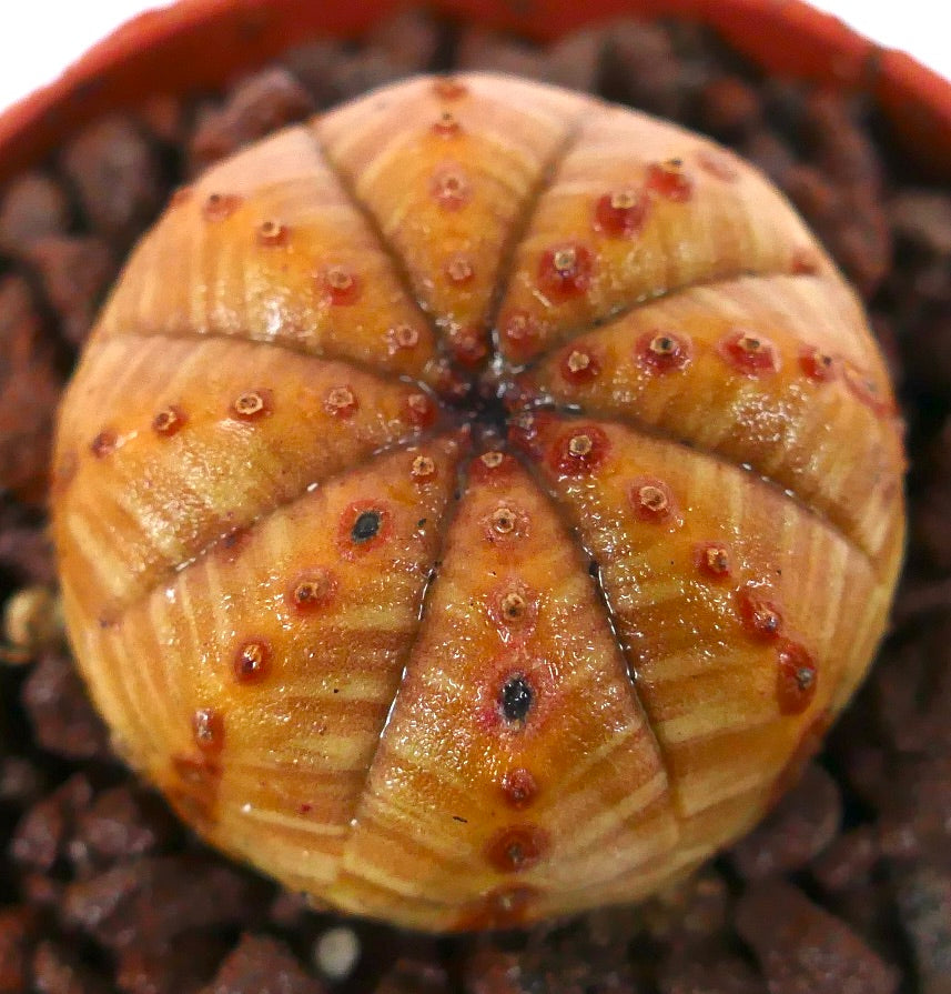 ユーフォルビア・オベサ 小さな丸い多肉植物、オレンジ黄色の縞模様があり、赤い斑点が特徴の質感のある表面