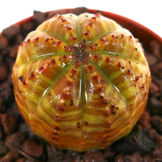 ユーフォルビア・オベーサ 多肉植物、オレンジと黄色の縞模様の斑入りで小さな棘付き