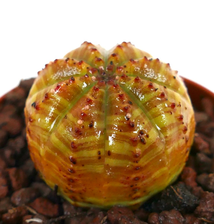 Euphorbia obesa sukkulent kaktus med oransje-gulstripet sfærisk kropp og små røde knoller