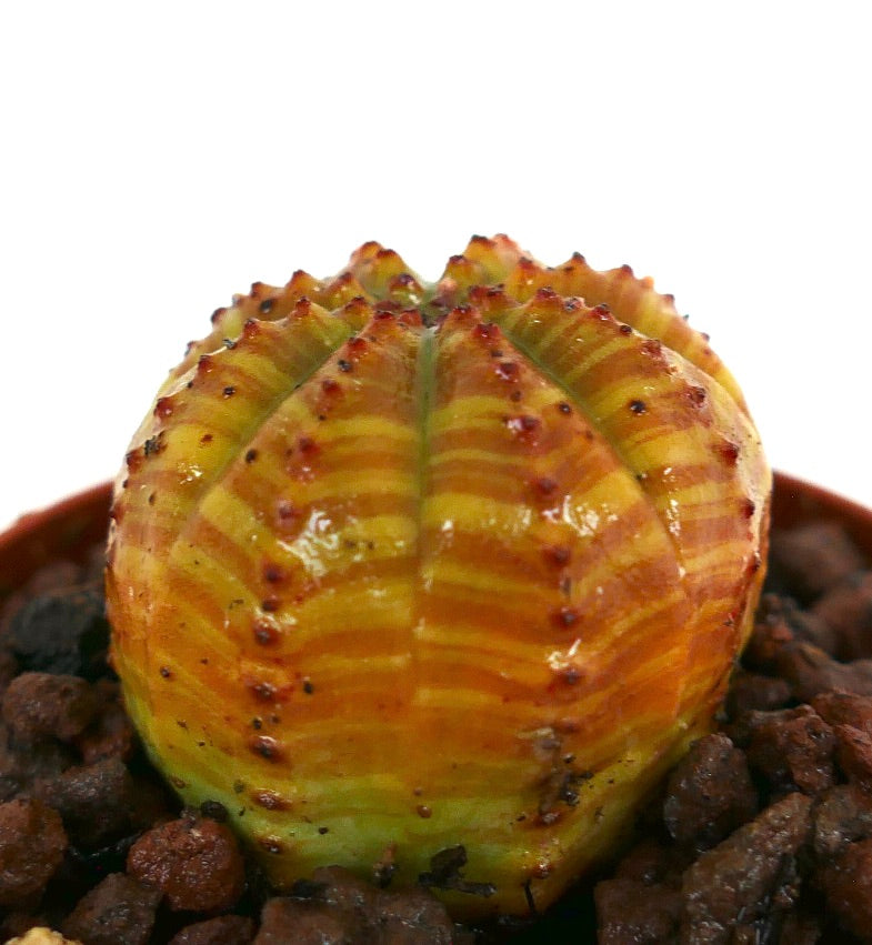 Euphorbia obesa sukkulent kaktus med oransje-gule stripete ribber på kroppen og små knoller