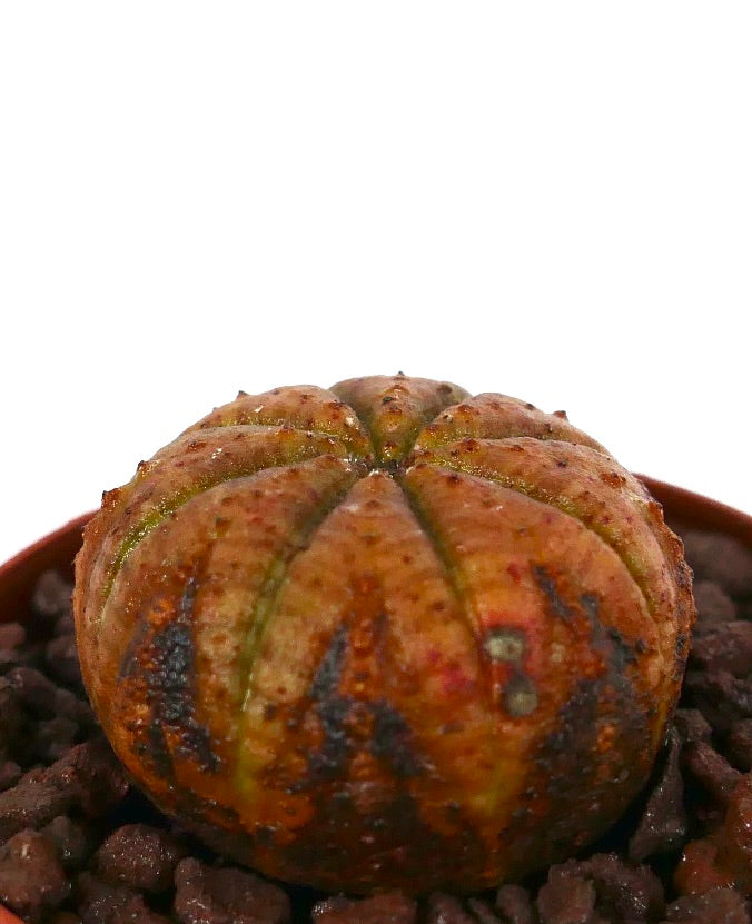Suculenta Euphorbia obesa con forma redondeada y acanalada y variegación naranja-amarilla con áreas marrón oscuro