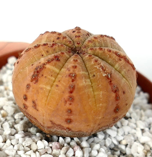 Euphorbia obesa succulent with rounded ribbed structure and orange-brown textured surface