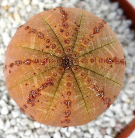 Euphorbia obesa succulent with round ribbed orange body and small brown areoles