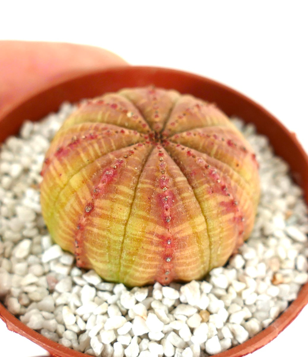 Euphorbia obesa ORANGE & YELLOW