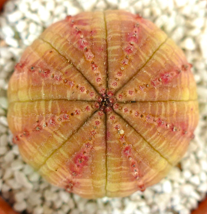 Euphorbia obesa ORANGE & YELLOW