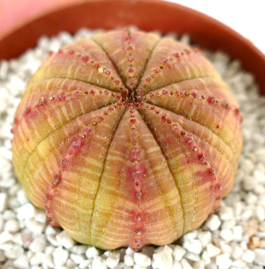 Euphorbia obesa ORANGE & YELLOW