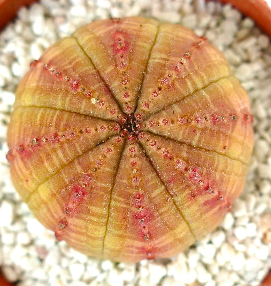 Euphorbia obesa ORANGE & YELLOW