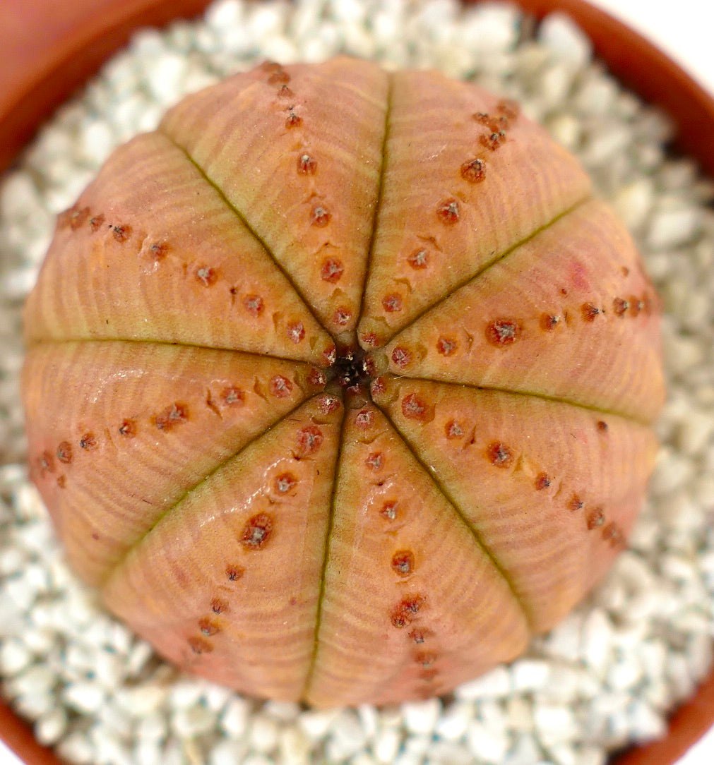 Euphorbia obesa ORANGE selected