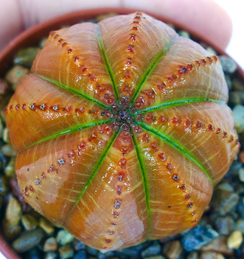 Top view of Euphorbia obesa showing its round, orange-brown body with green ribs and rows of small reddish bumps, planted in gravel.