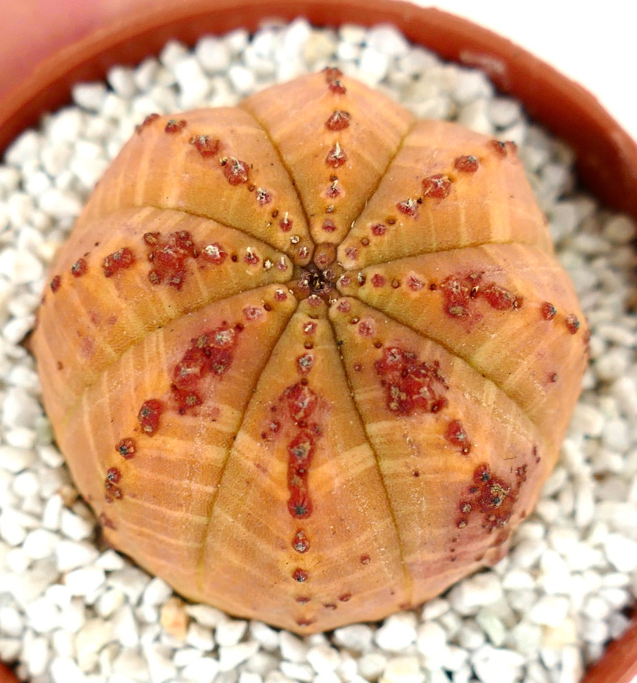 Euphorbia obesa ORANGE selected