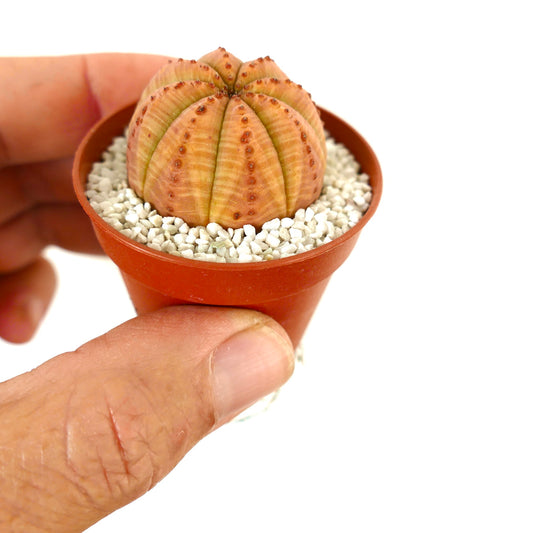 Euphorbia obesa ORANGE selected