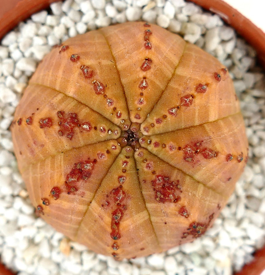 Euphorbia obesa ORANGE selected