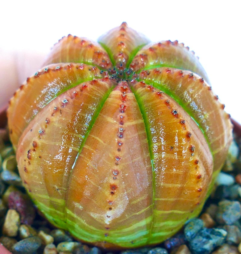 Side view of Euphorbia obesa with glossy orange-brown skin, vertical green ribs, and red dotted markings along the ridges.